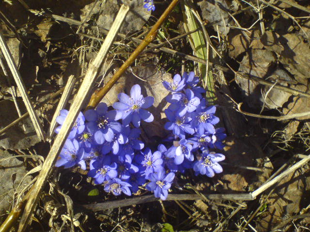 Blåveis nesodden1