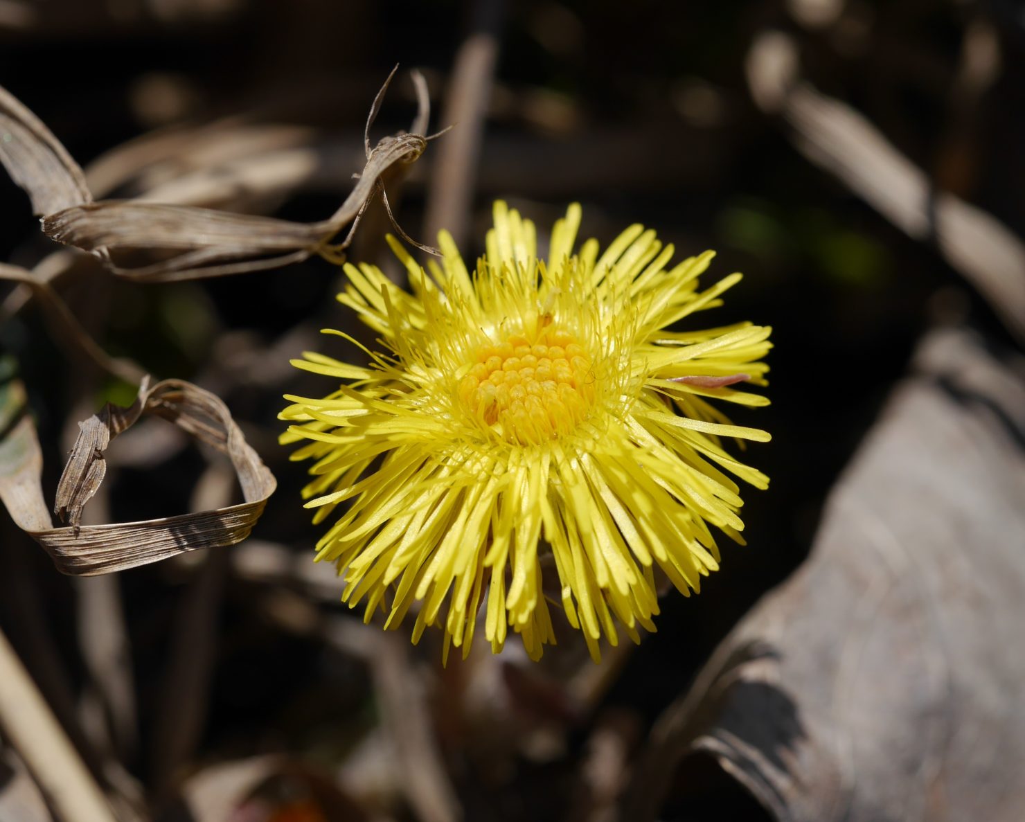 Farger, blomster og Bayes